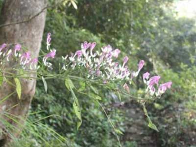 forest biodiversity