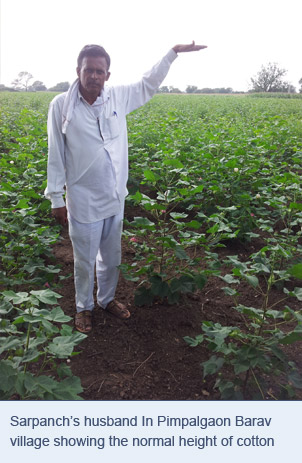 Sarpanch’s husband In Pimpalgaon Barav village showing the normal height of cotton