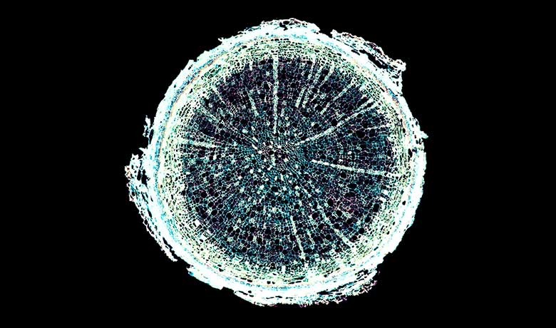 research paper on dna fingerprinting