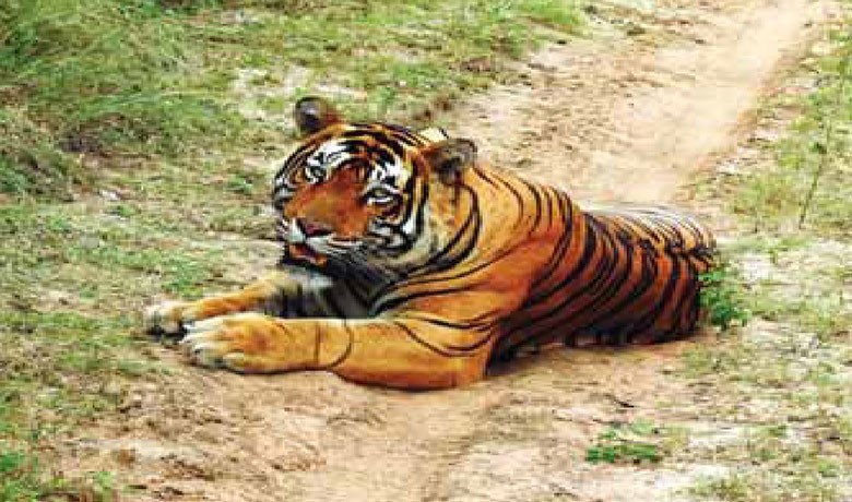 Bringing Back Tigers to Mukundara | TERI Bringing Back Tigers to Mukundara | TERI