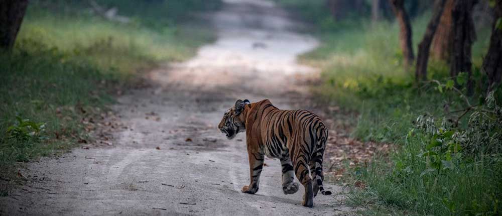Carbon finance is a way to conserve India's tigers and their habitat | TERI