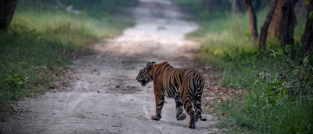 Carbon finance is a way to conserve India's tigers and their habitat | TERI Carbon finance is a way to conserve India's tigers and their habitat | TERI