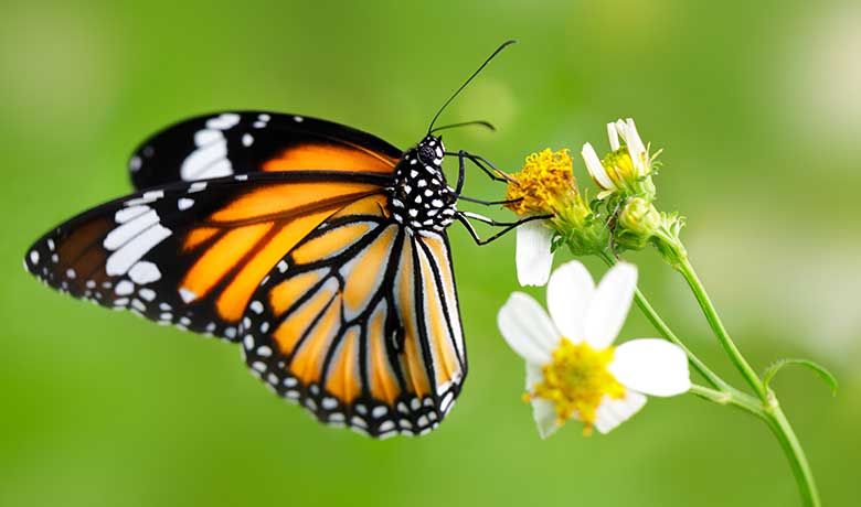 The Fascinating World of Butterflies: And the Need for their Conservation