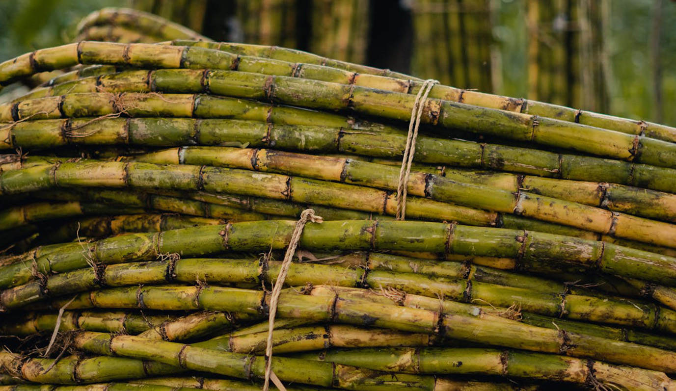 sugar cane based fuel