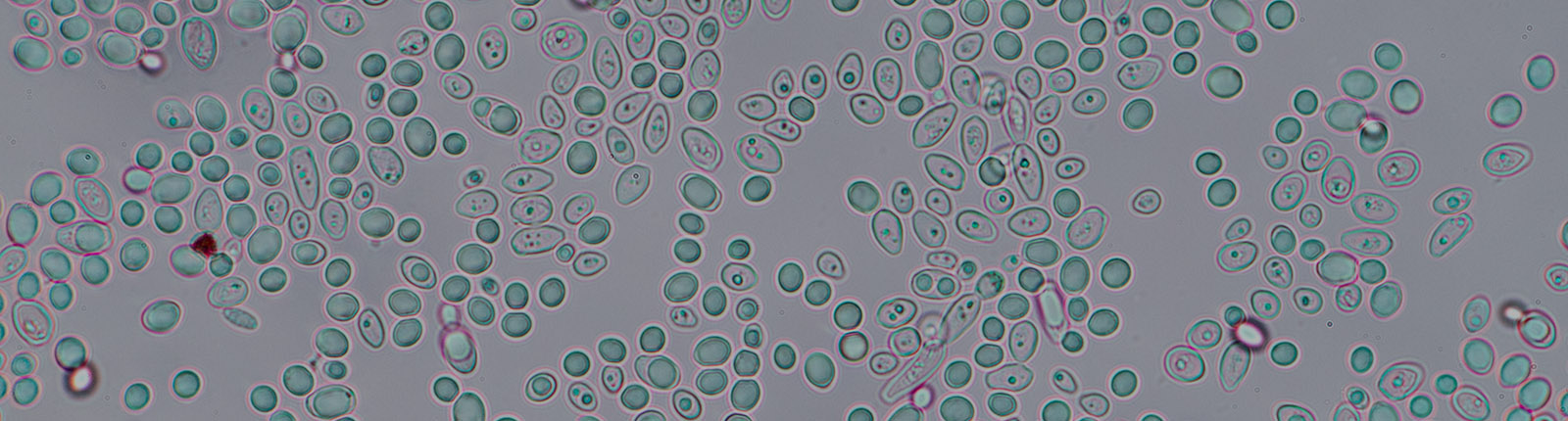 Microbial Biofuels