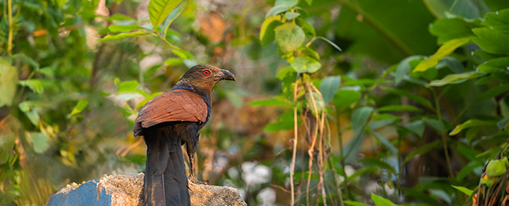 nagaland biodiversity