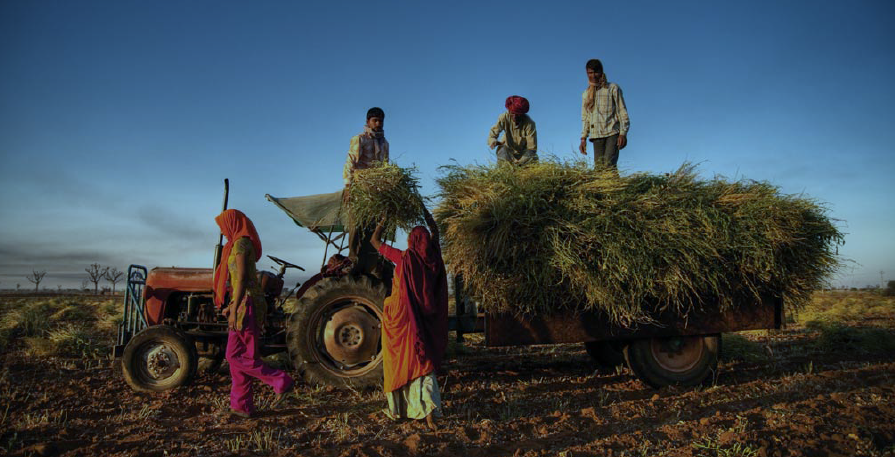 India's Women Farmers: The Unimagined Mass | TERI