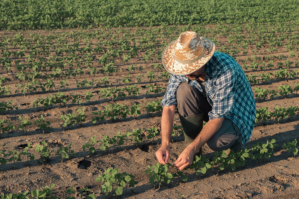 agriculture