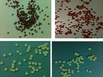 biopolymer beads