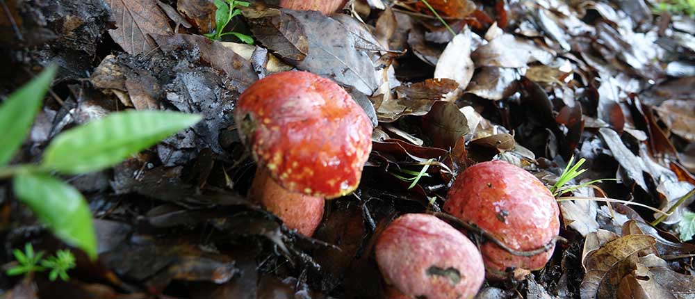 Bolete biocolor