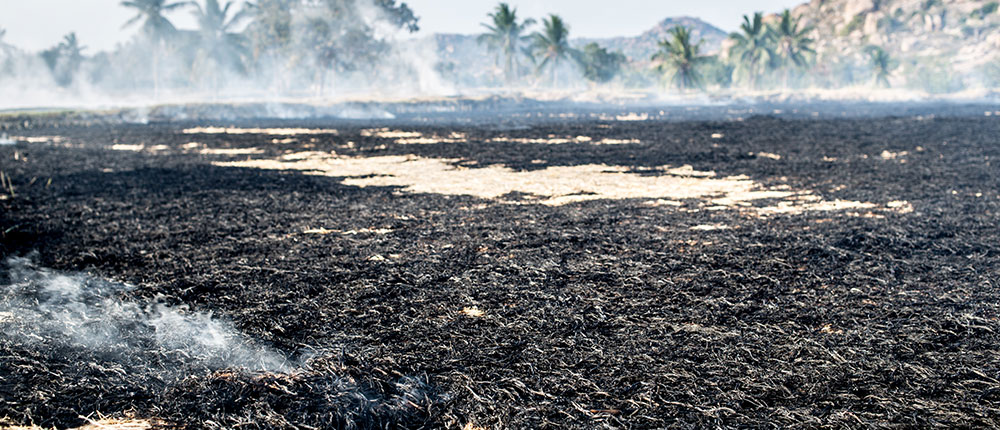 Burnt field