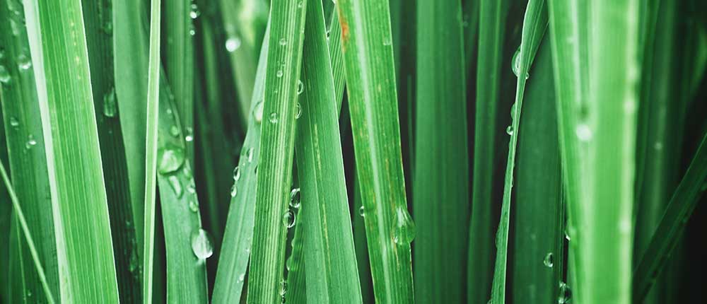 Climate resilient crops