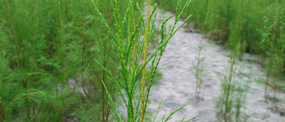 Climate resilient crops