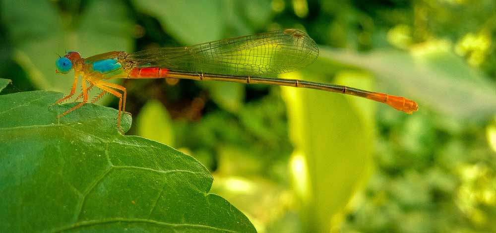 Cultivating biodiversity