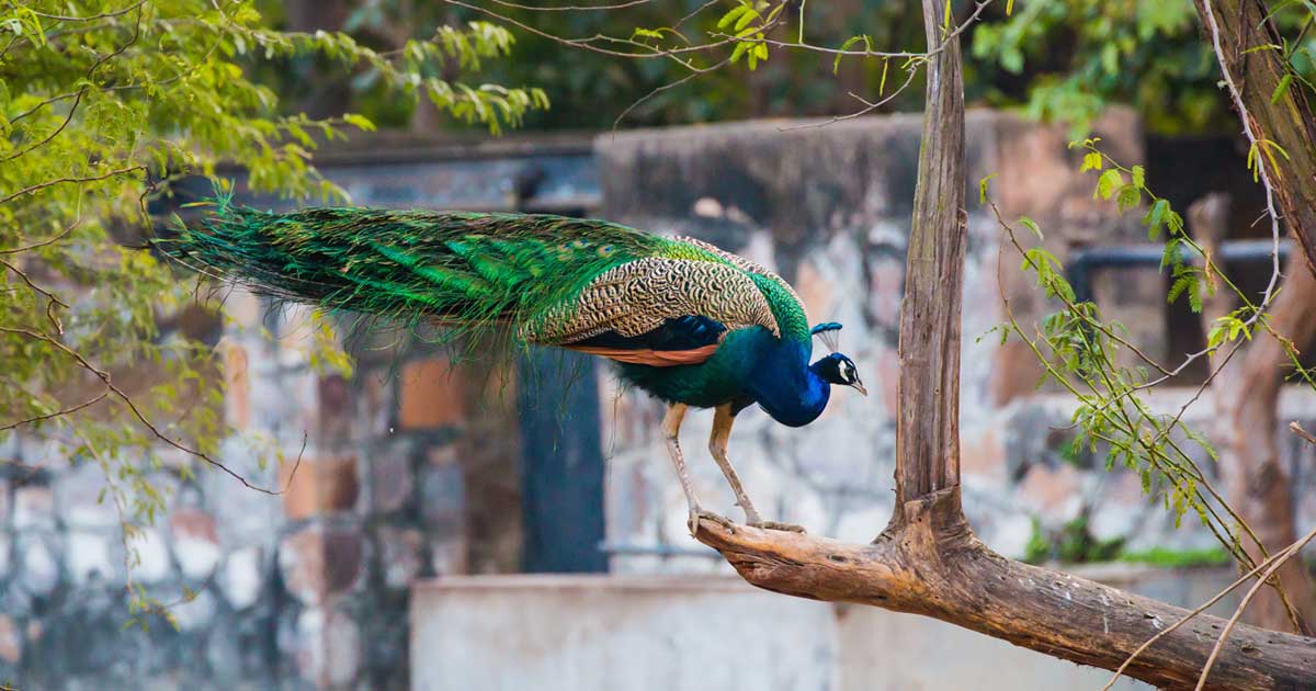 Delhi Zoo