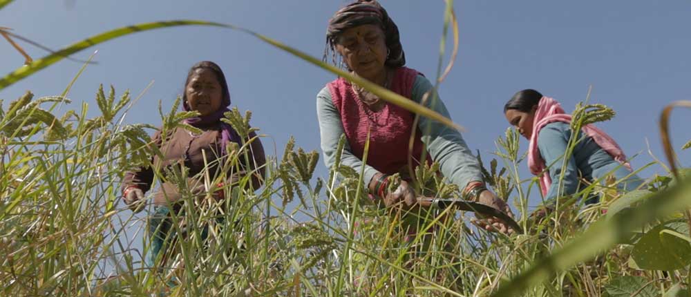 Farm workers