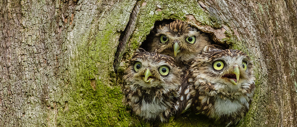 Forest owlets