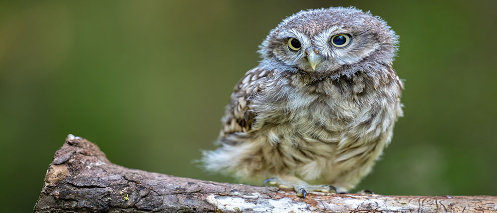 Forest owlets