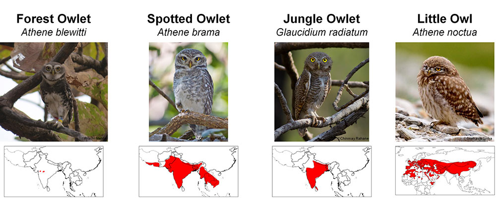 Forest owlets