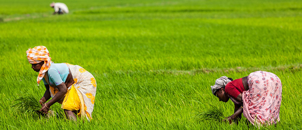 Women in agriculture