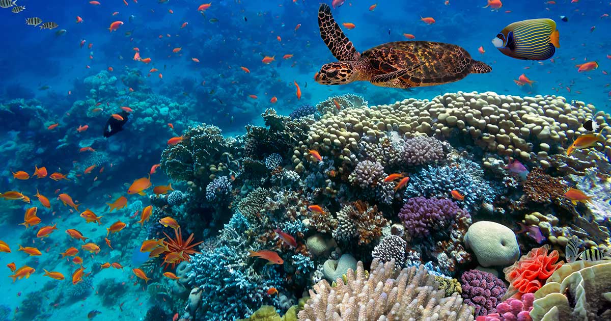 Marine biodiversity