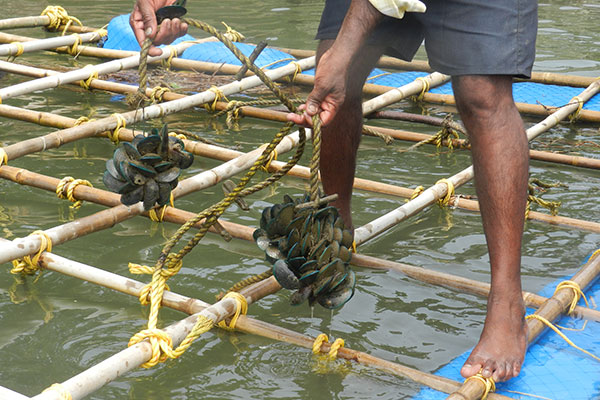 Mussel farming