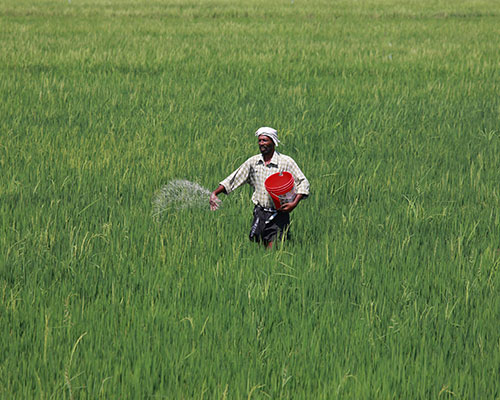 Nano fertilizers