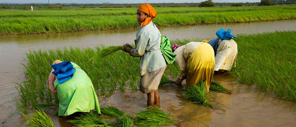 Paddy fields