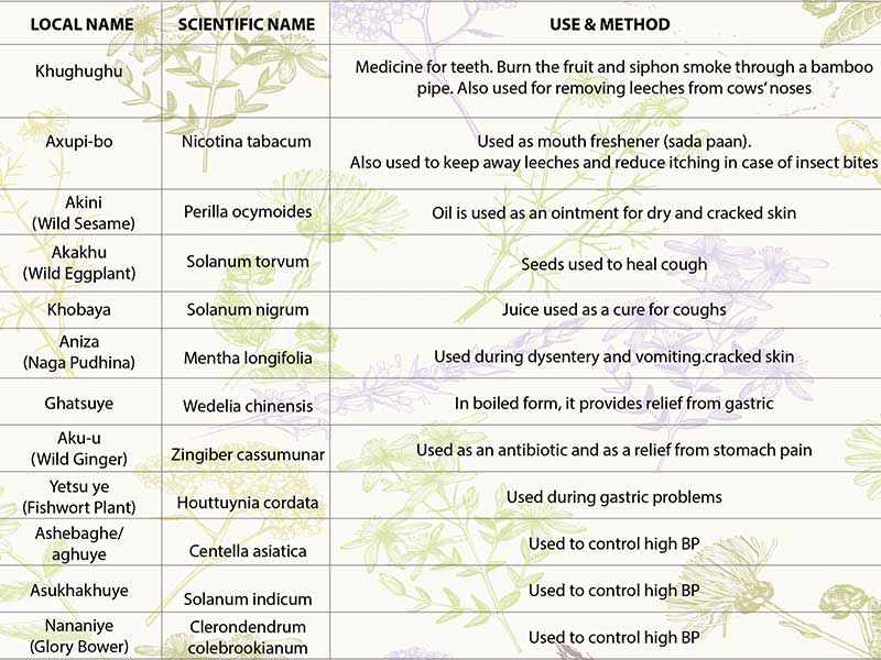 Plants inforgraphics