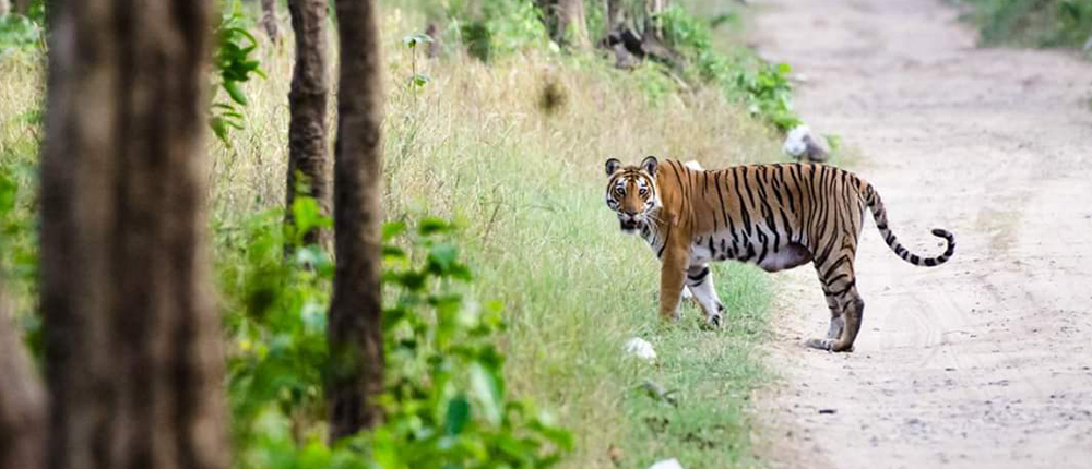 Rajaji National Park