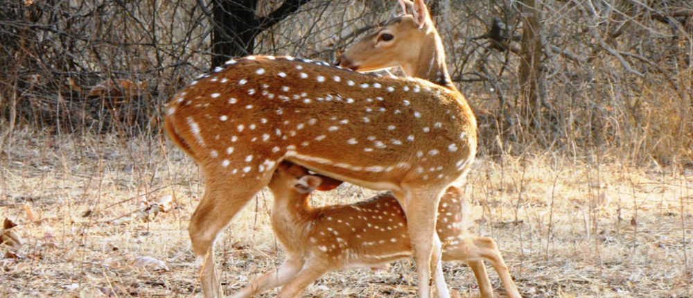 Rajaji National Park