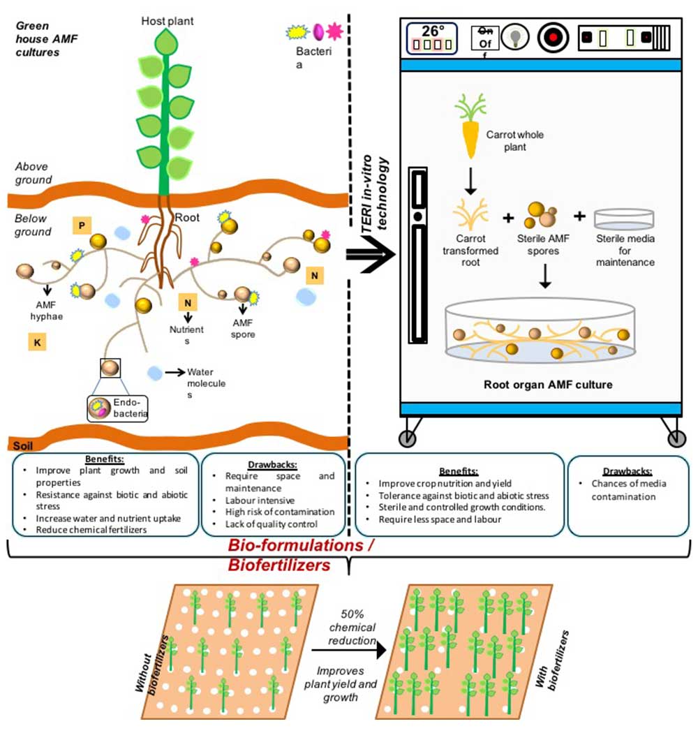 Root microbes infographics