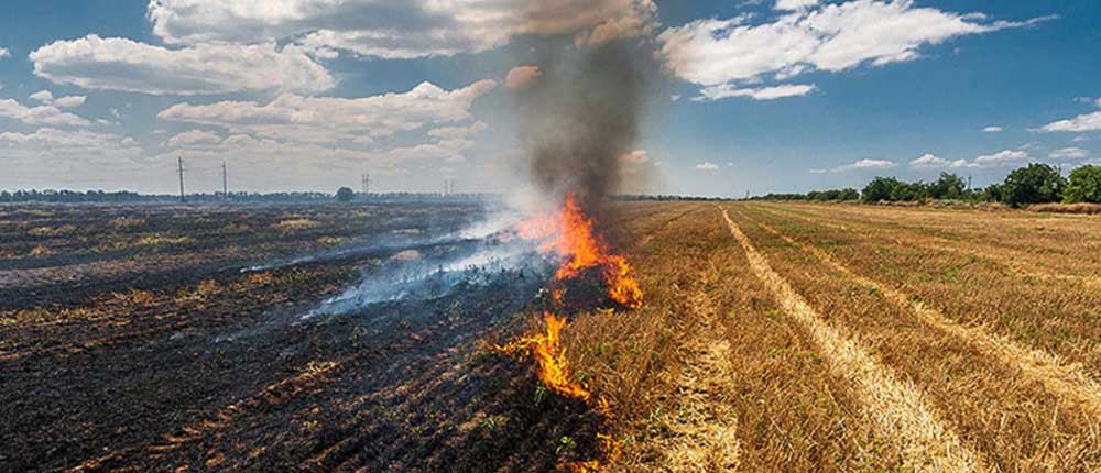 Stubble burning