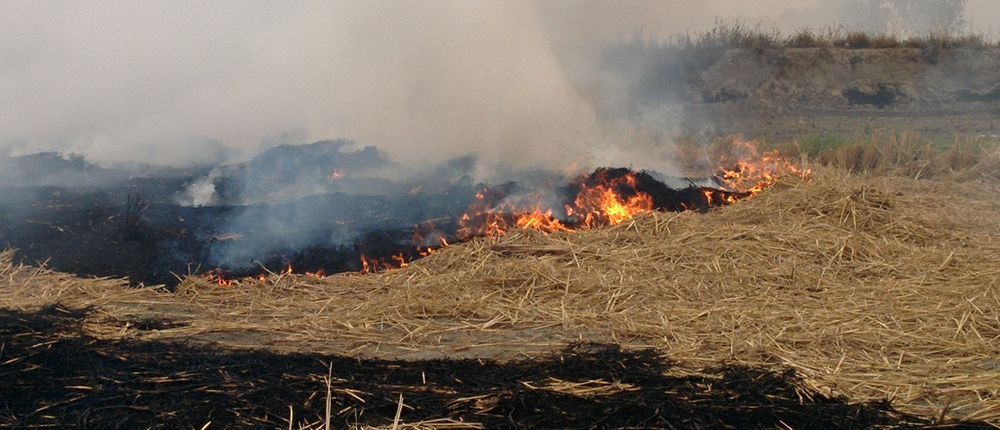 Stubble burning