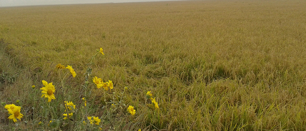 Stubble burning