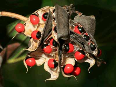 wild plants