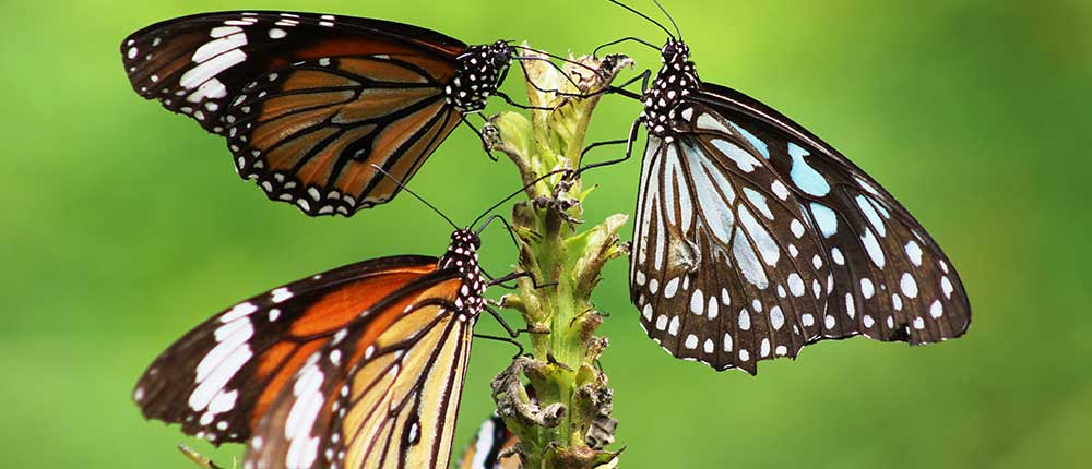 World of butterflies