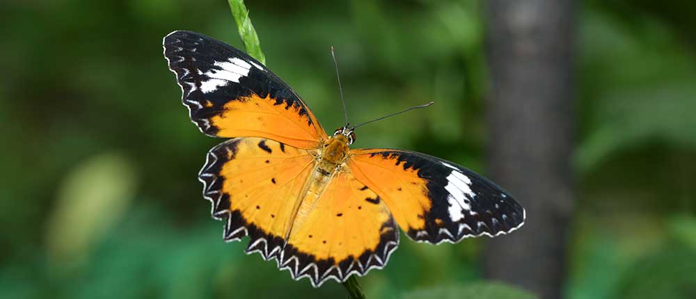 World of butterflies