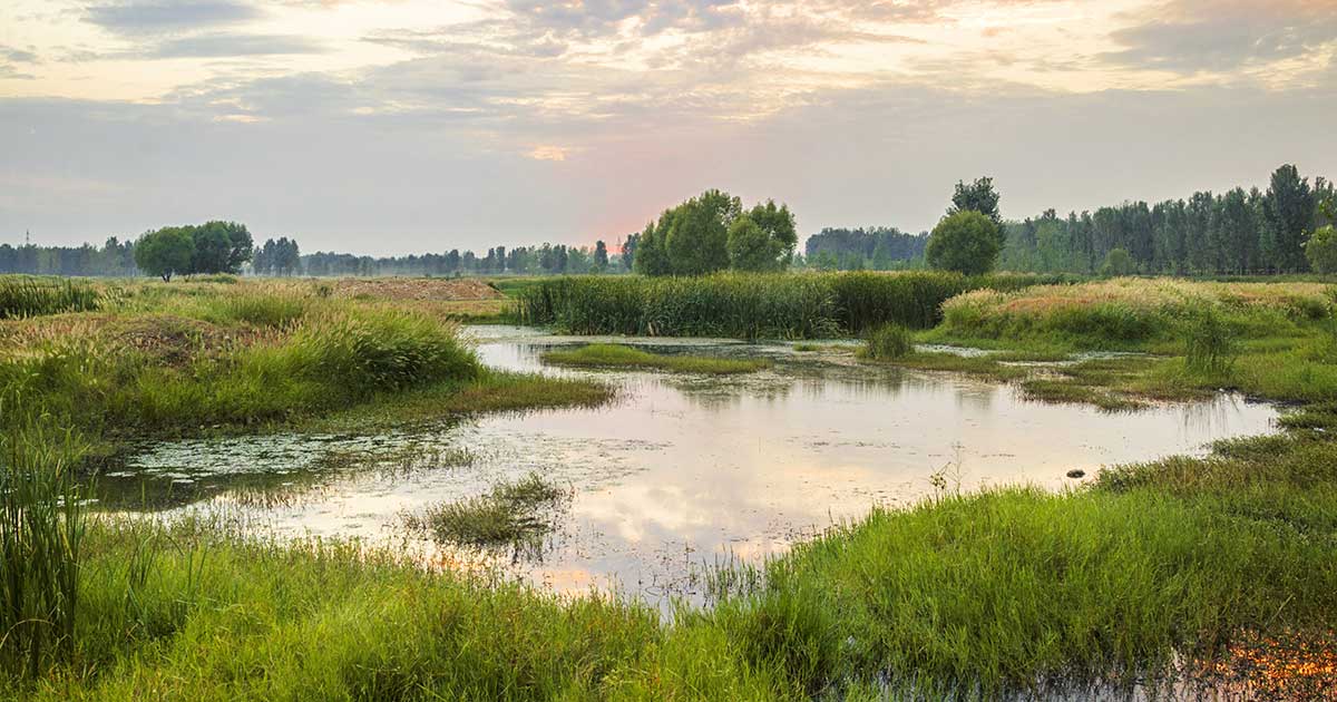 World Wetlands Day