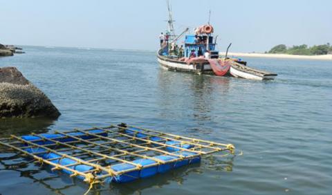 mussel farming